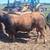 Aubrac Bulls 4 thumbnail