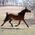 Broke, Trail ridden, Arabian Gelding 11 thumbnail