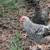 Laying hens and two baby roosters available 8 thumbnail