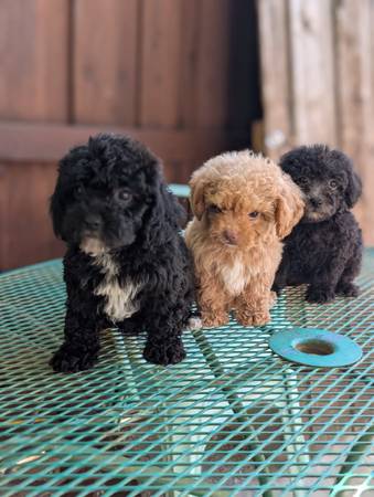 Poodles juguete (Grand Prairie)