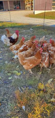 1½ year old chickens for sale 1