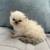 Persian Kittens 14 thumbnail