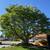 Professional Tree Pruning & Yard Cleanups! 11 thumbnail