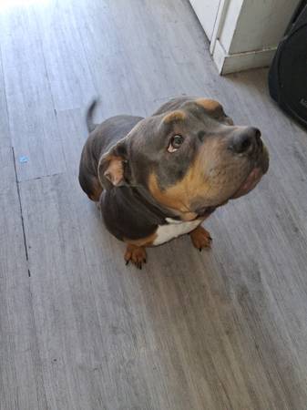 Need to Rehome ASAP63677732344579123