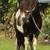 AMHR/AMHA Homozygous Tobiano Minature Horse Stallion 1 thumbnail