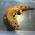 Leopard Gecko 3 thumbnail