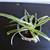 Variegated Spider Plant in Cute Rustic Metal Pot 3 thumbnail
