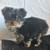 Yorkie babies need forever homes 2 thumbnail