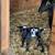 Rehoming Goats 5 thumbnail