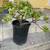Jade Plants $20 & A Large Succulent $30 5 thumbnail