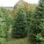 Christmas Trees    Fraser Fir on SALE 6 thumbnail