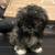 Mixed Shih Tzu with poodle 5 thumbnail