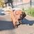 DAchshund 3 thumbnail