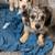 AdorableMini Cute Pups 2 thumbnail