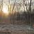 Land Clearing, Tree Services, Wild Fire Prevention, Road Maintenance! 11 thumbnail
