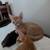 Kittens 2 thumbnail