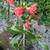 Pomegranate Fruit Trees  --- privacy hedge plants tree shrub / shrubs 8 thumbnail