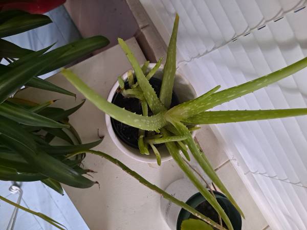 Houseplant,  Aloe 1