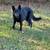 AKC German shepherd 3 thumbnail