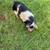 Kune Kune Pigs 2 thumbnail