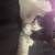 2 male tuxedo cats 4 thumbnail