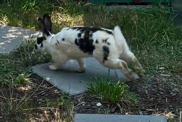 Whos lost Bunny rabbit 1