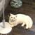 Really adorable cute munchkin/kilt boy/girl cat needs a good home 8 thumbnail