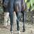 Quarter horse 6 thumbnail