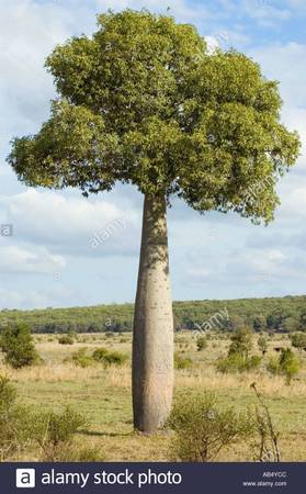 Australian Bottle Trees ///// Brachychiton rupestris 1