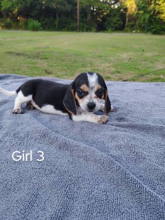 Cachorros Beagle63670608407299120
