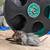 Male Syrian long haired hamster 1 thumbnail