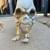 Skeleton dog and crow decorations 2 thumbnail