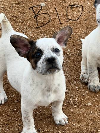 Frenchie mix64050550076035124