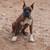 Rehoming Boxer Puppy 8 months 2 thumbnail