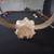 Cow Skull 3 thumbnail