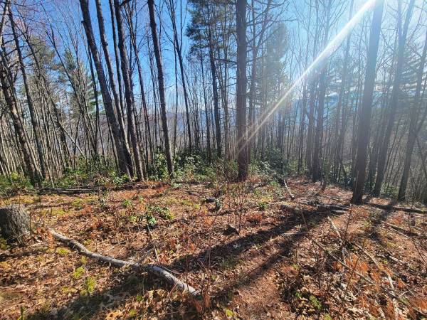 $88,000 Gorgeous lot on the mountain - Digging Seng Trail (Waynesville)64029206817793122