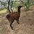 Male Llamas 3 years old intact 5 thumbnail