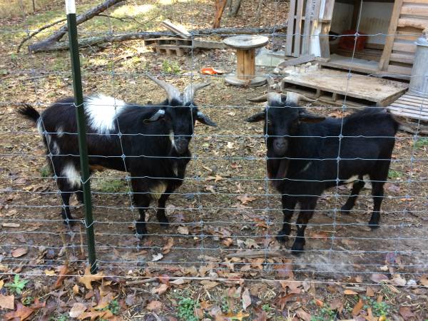 Goat Bucks 1