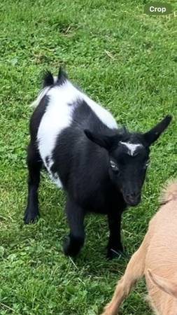 Nigerian dwarf doe kid 1