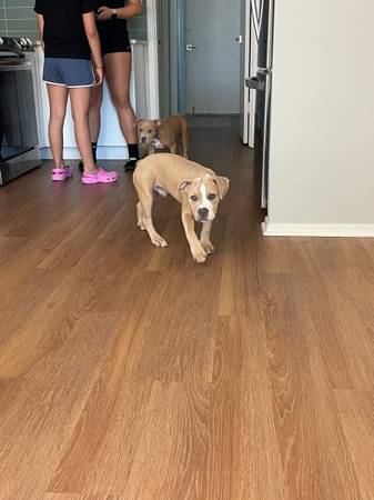 Pitbull siblings (Katy)63859314970753122