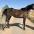 Arabian Mare Looking for onsite Lease Lafayette, CO 2 thumbnail
