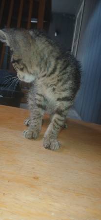 Loveable kitten (Houston)63859316284545122
