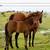 Lots of 2025 and 2026 AQHA for sale in Connell, WA 5 thumbnail