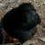 Pullets 3 thumbnail