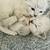 Lynx Siamese Kitten for Rehome 6 thumbnail