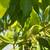 avocado , Sir prize ,steward , ,Pinkerton  , jutano  Fueter ,mexicola 19 thumbnail
