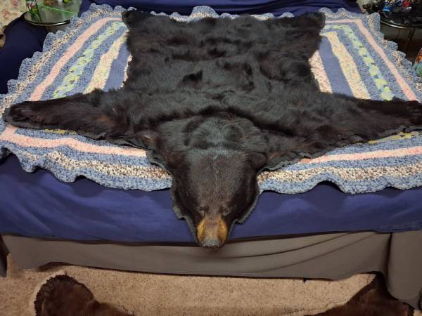 BEARS 1