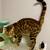 Purebred Bengal Cat 2 thumbnail