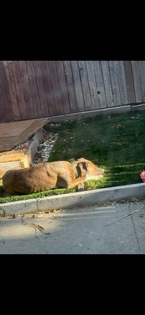 Rehoming to family63848874709761120