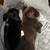 Chiweenie puppy 3 thumbnail